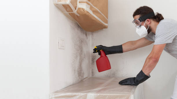 Professional Basement Mold Remediation technician working in Waynesboro, VA