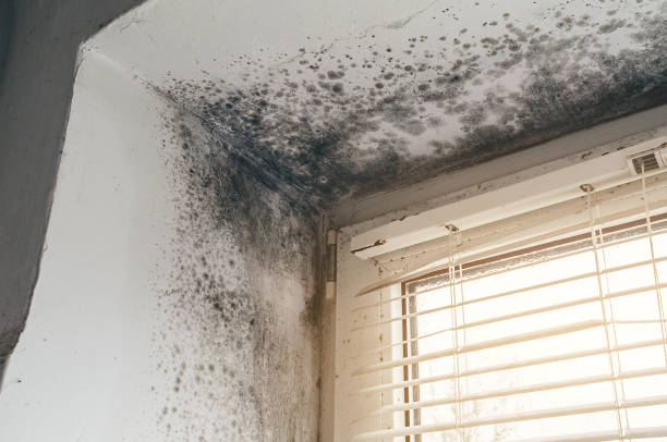 Affordable Basement Mold Remediation solutions in Waynesboro, VA