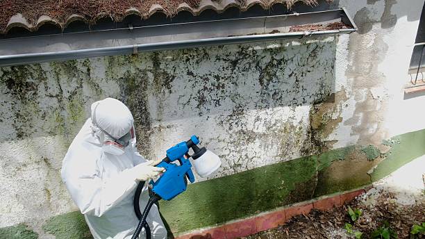Top rated local Basement Mold Remediation specialists in Waynesboro, VA
